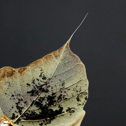 Natural Bodhi Leaf Tea Filter